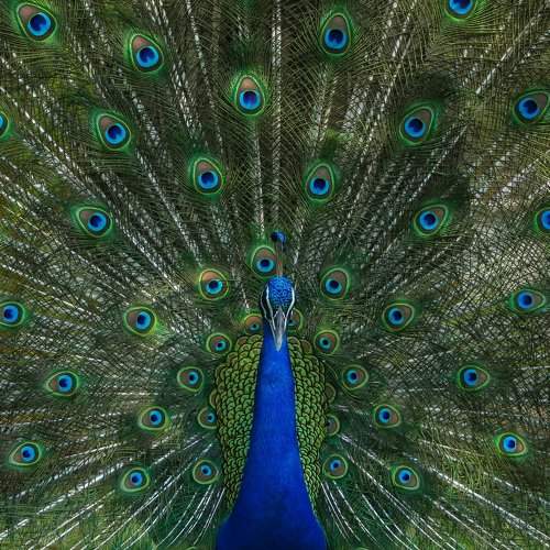 Peafowl