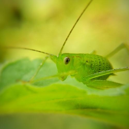 Green Bush Cricket...
