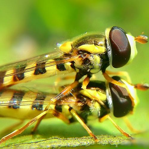 Hoverfly Matting....