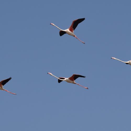 Unity ( Flying Motion )