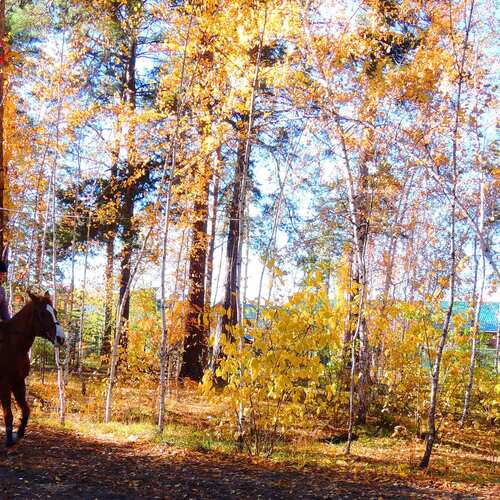осень