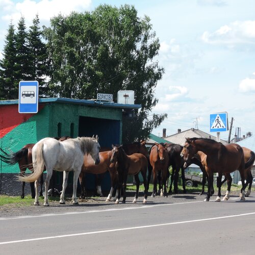 в ожидании автобуса