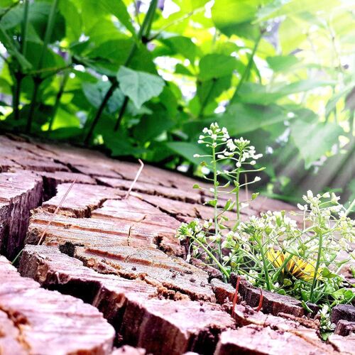 beginning of life