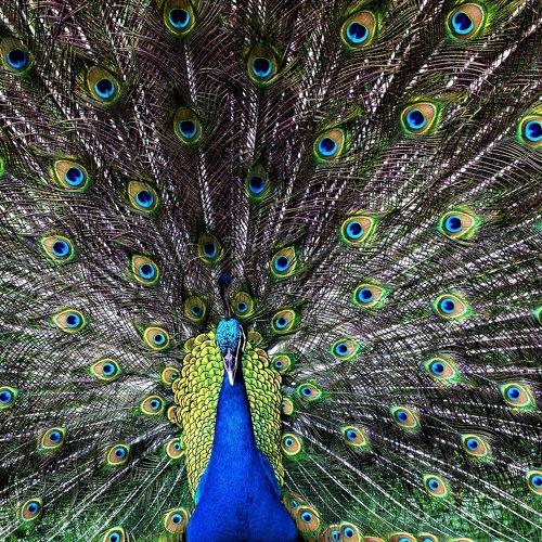 Danching Peacock