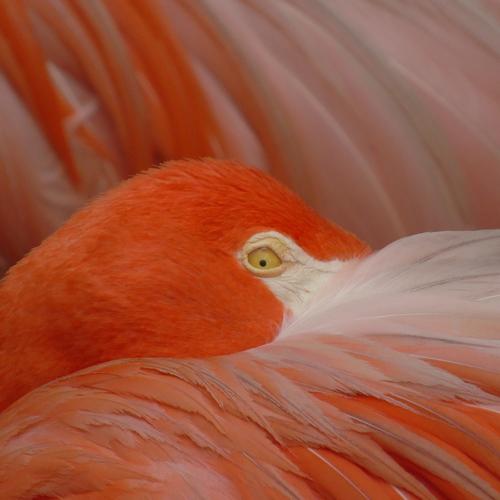 Flamingo