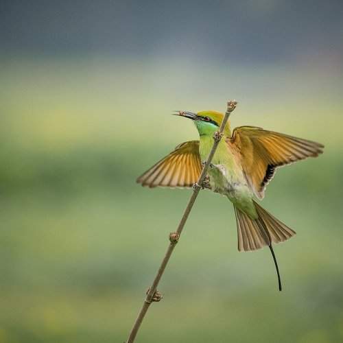 Bee eater