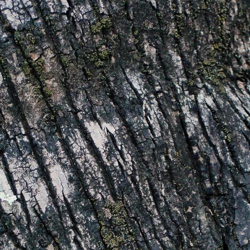 Nature Texture