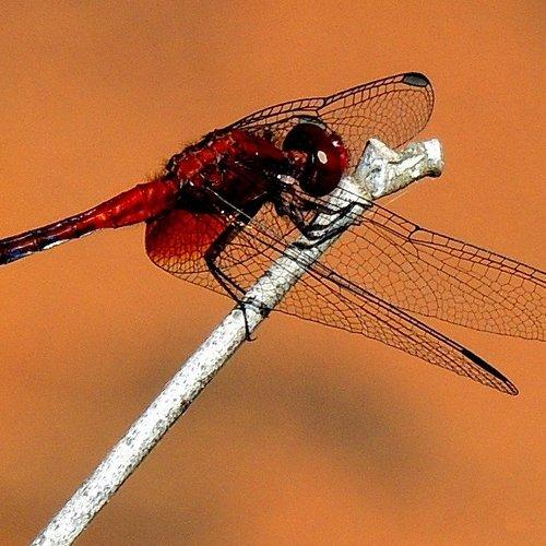 Dragon fly red