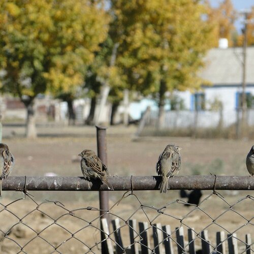 Воробушки юг, север, восток и запад