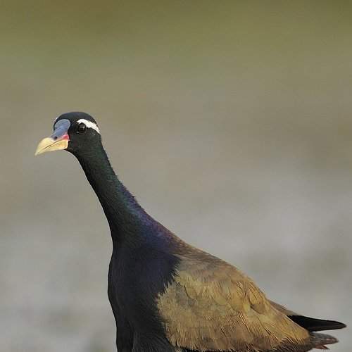 mother Jacana and her chicks