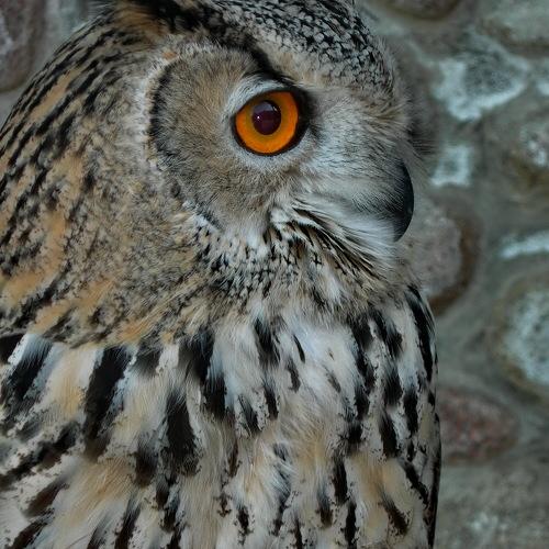 Photo #1773613