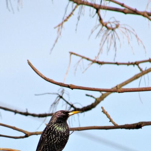 Bird