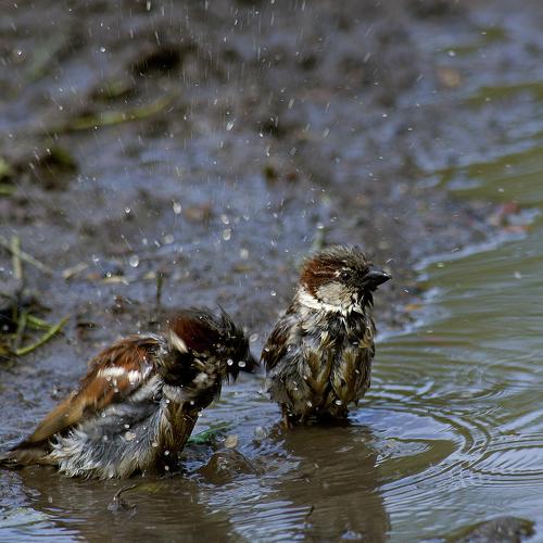 Водная процедура