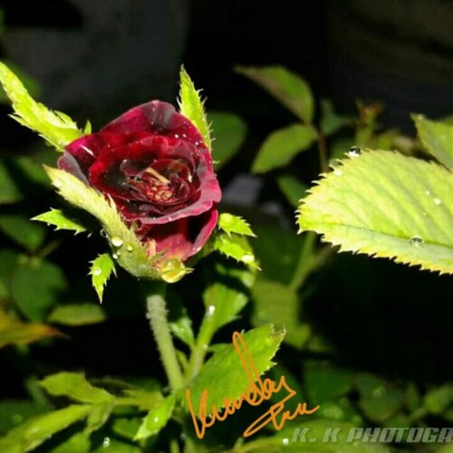 love rose