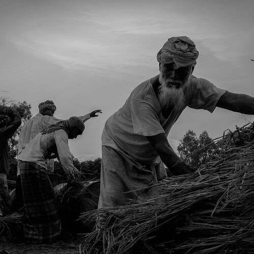 Bangladeshi Farmer.