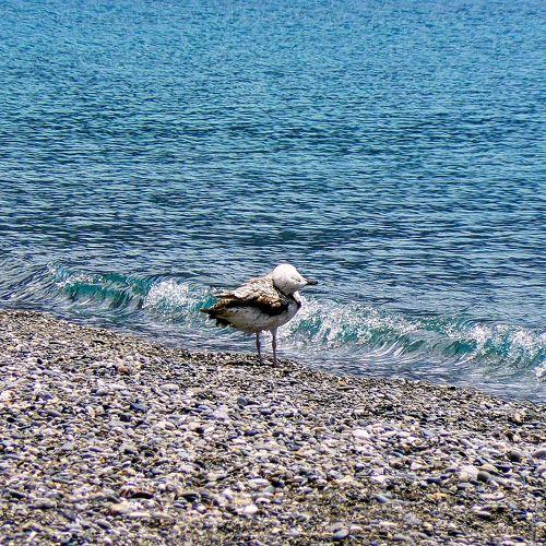 bird
