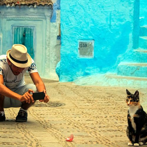 Cat's photographer