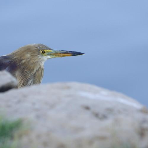 Pond heron