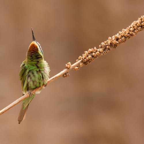Blue-Cheeked Bee-Eater