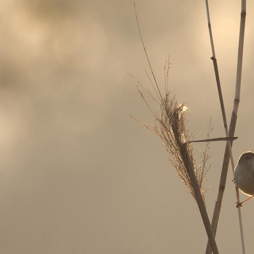 Plain Prinia.