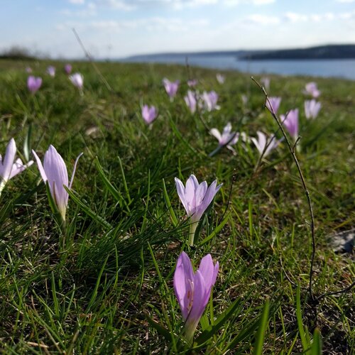 spring