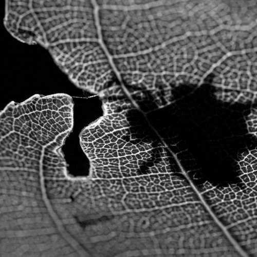 Shadow