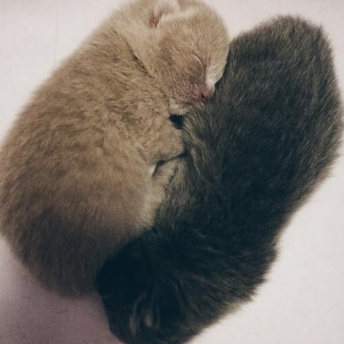 Мои сладкие малыши