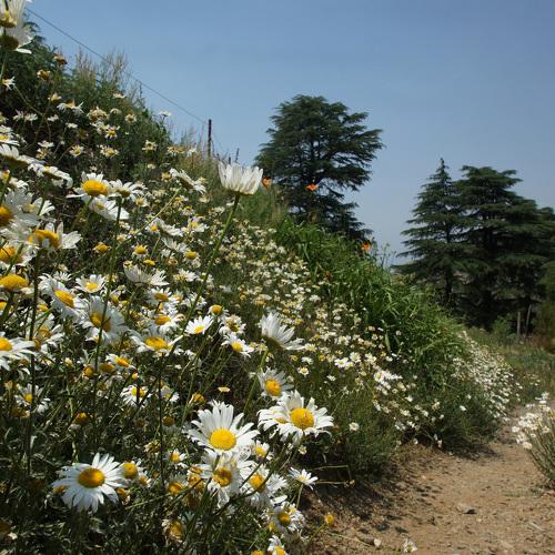 daisy scape