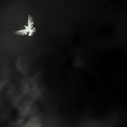Flying Vow