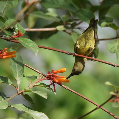 Sunbird at a versatile angle