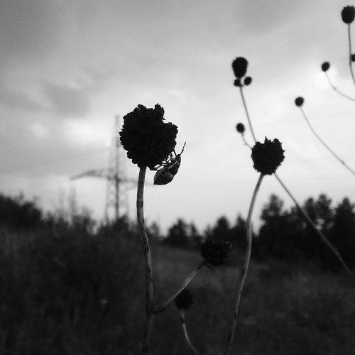 Photo #1783433