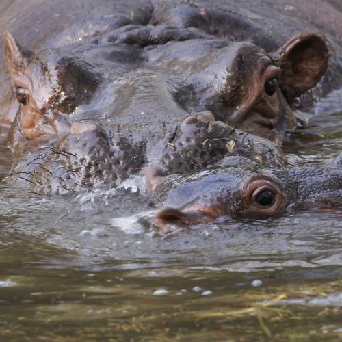 mother and child Hippopotamus