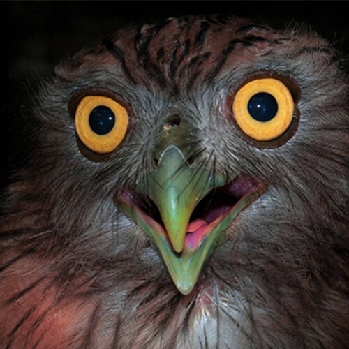 Brown Fish Owl