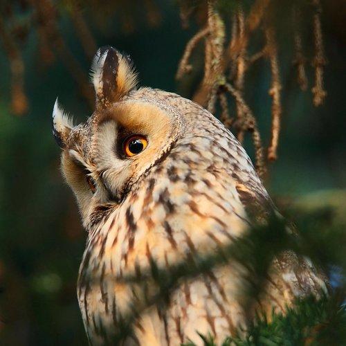Asio otus