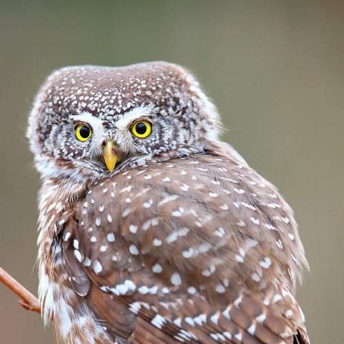 Claucidium passerinum