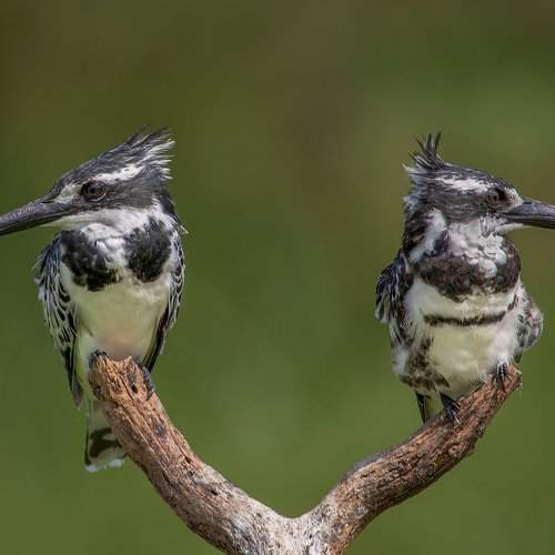 Двое из ларца