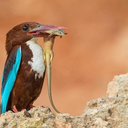 Охотник и добыча