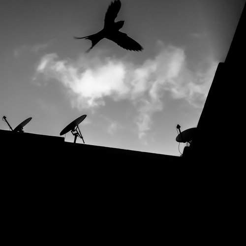 A bird flying arround