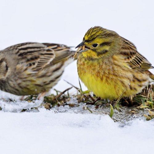 Emberiza citrinella