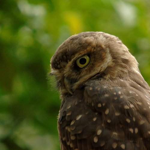Burrowing Owl