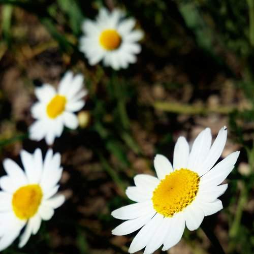 Flowers