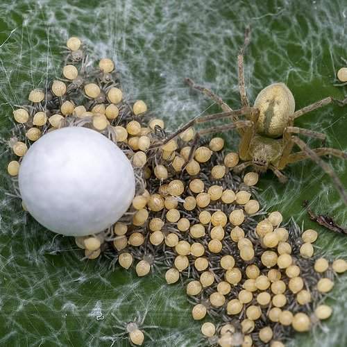 Spider with newly hatched babies