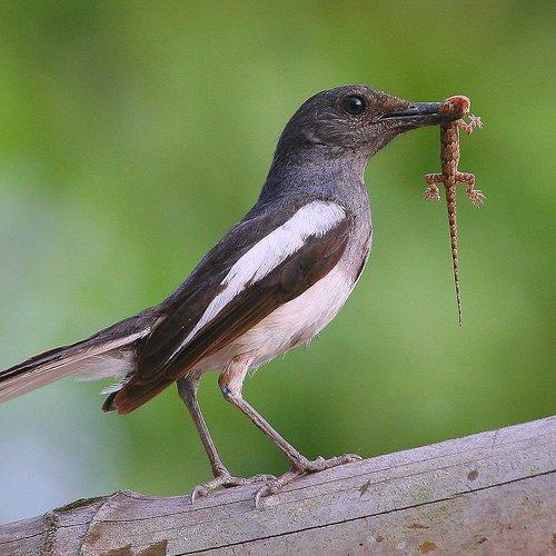 Magpai Robin with Lizard