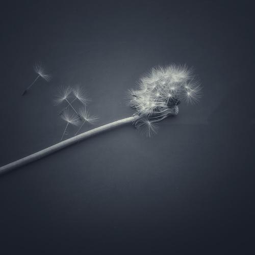 Dream Maker