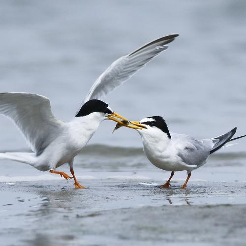 Little Tern