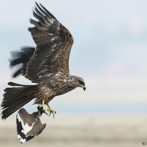 Hunter and Prey