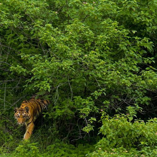 The Monsoon Tiger
