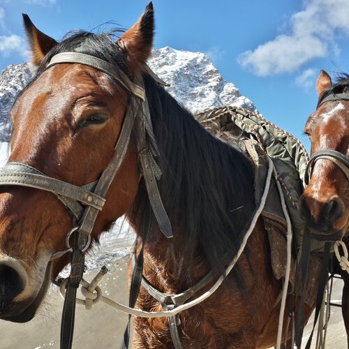 Horses of the heaven