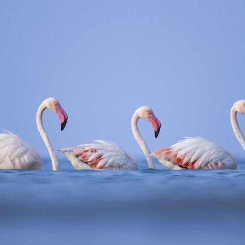Three beauty Pink Angel