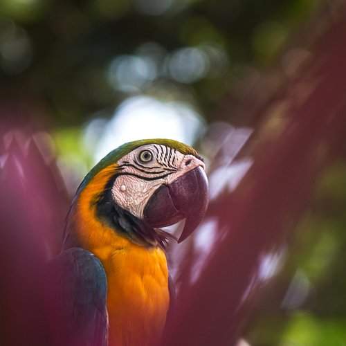 Hiding Macaw